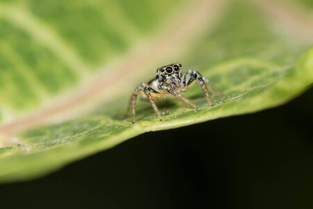 Jumping spider on a green leaf