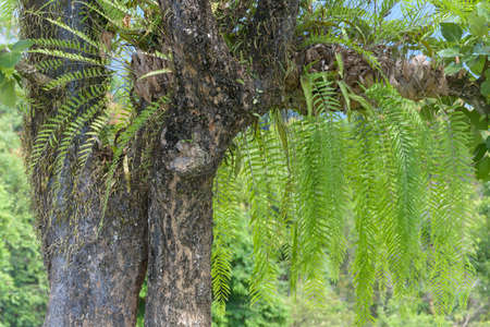 Fern growing on tree trunkの写真素材