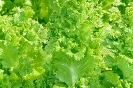 Healthy vegetables,Organic fresh green vegetables in the gardenの写真素材