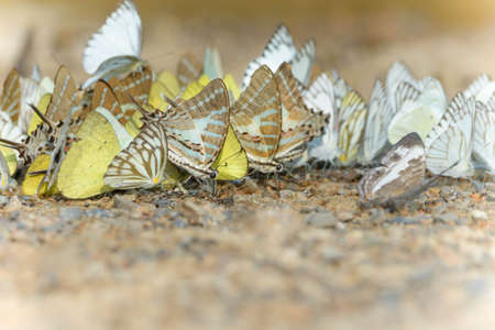 butterfly group in forest Thailandの写真素材