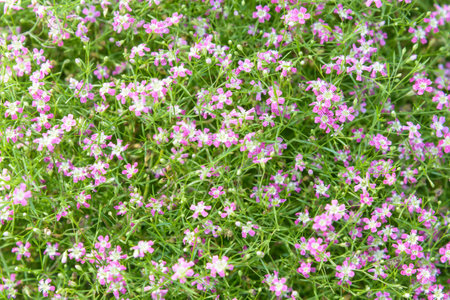Gypsophila flower is a pink and small flower. suitable for backgroundの写真素材