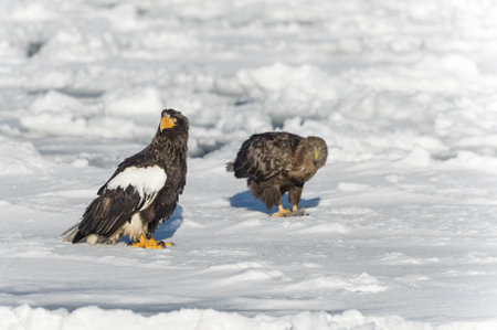 Steller's sea eagle in the snow in Hokkaido, Japan.の写真素材