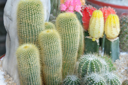 Cactus in a pot, close up of cactuses.の写真素材