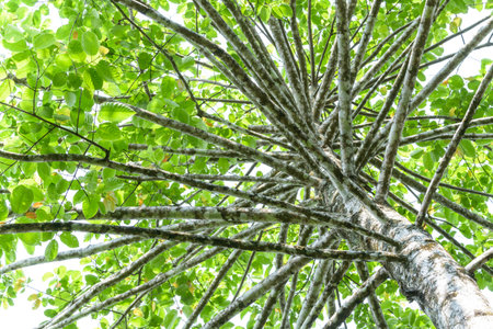 green tree in the forest, close up of tree branches and leaves