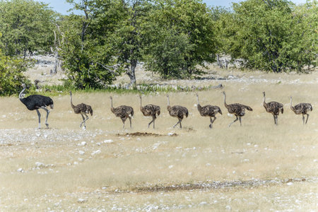 Family of Ostrich, Struthio camelus, in Etosha Park, Oshana Namibia, true wildlife photographyの写真素材