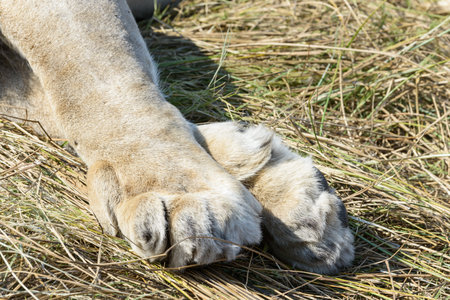 Close up of the paw of a lioness in the grass.の写真素材