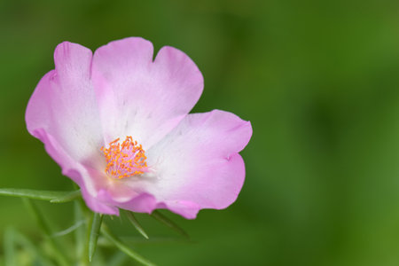 Portulaca oleracea flower in the garden, Thailand.の写真素材