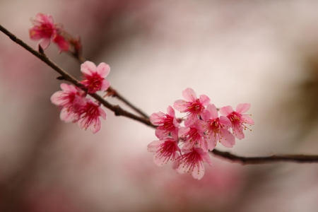Wild Himalayan Cherry flowerの写真素材
