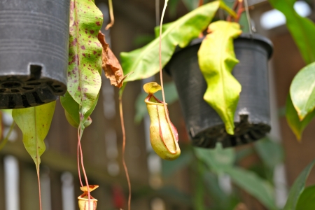 Nepenthesの写真素材