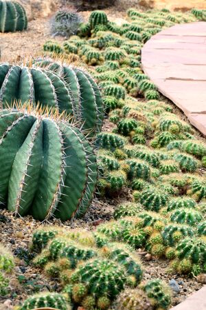 cactus gardenの写真素材