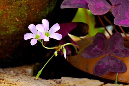 pink flowers
