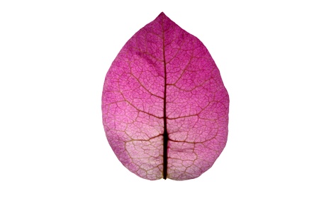 Bougainvillea leaf isolated on whiteの写真素材