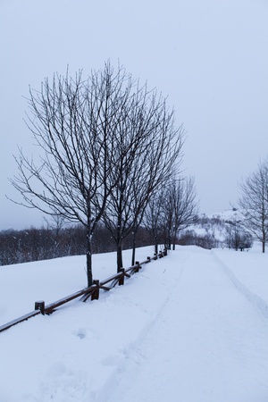 walkway in snow winterの写真素材