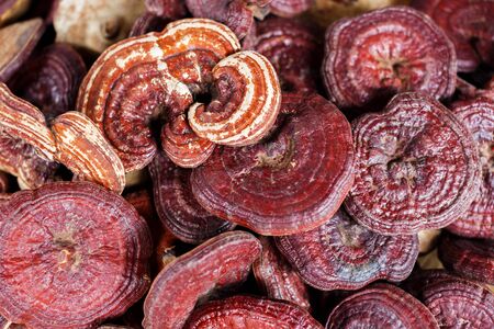 Fresh Lingzhi mushroom in marketの写真素材