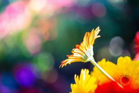 Colorful Gerbera Daisy  in nature background