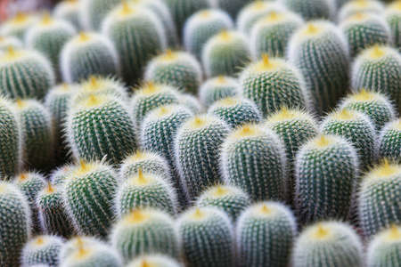close-up green cactus background in garden