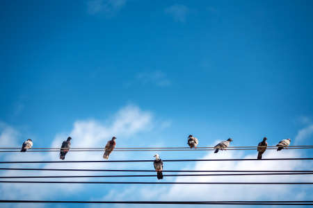 Pigeons Birds  sitting on electric wires in  blue sky with clouds background