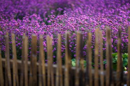 Verbena bonariensis flowers garden fieldの写真素材