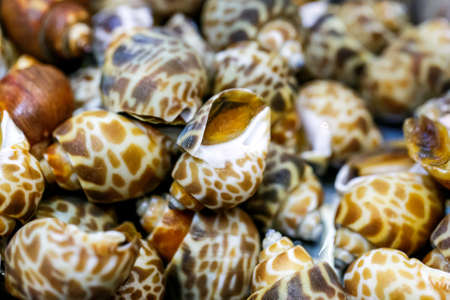 close up Areola babylon or spotted babylon backgroundの写真素材