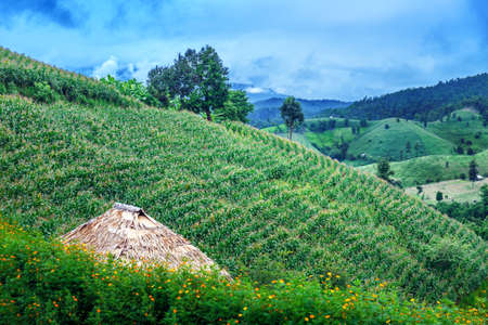 Terraced green rice paddy field in cloudy day , Chaingmai  , Thailandの写真素材