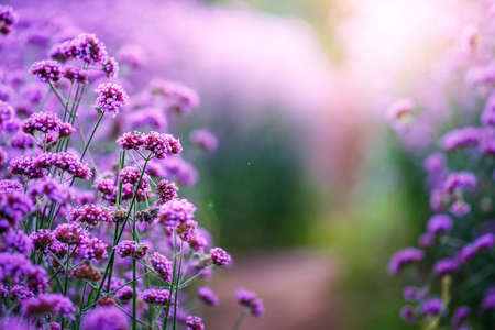 Verbena bonariensis flowers garden fieldの写真素材