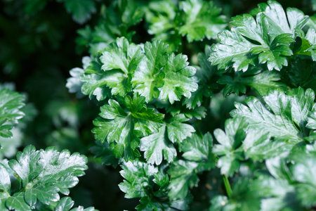 close up Green Parsley leaf backgroundの写真素材
