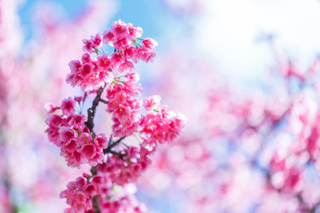 Beautiful  Pink Cherry Blossom on nature background , Sakura flowerの写真素材