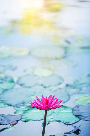 beautiful pink lotus flower or water lily on surface of blue pondの写真素材