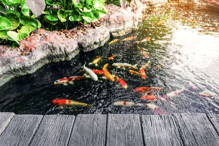 Beautiful koi fish in the pondの写真素材