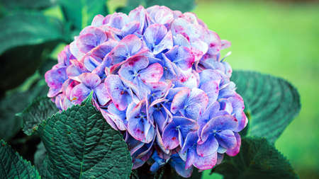 Blue Hydrangea (Hydrangea macrophylla)  flower head in the garden