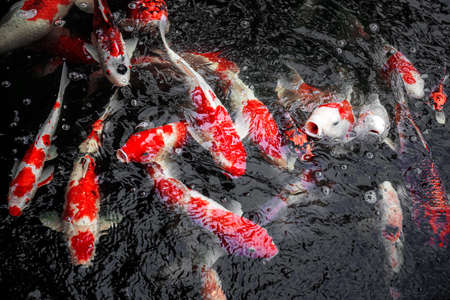 Beautiful koi fish in the pondの写真素材