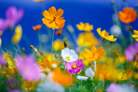 cosmos flower garden in bule sky background
