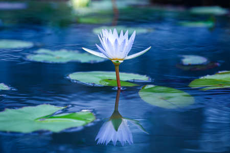 beautiful White lotus with yellow pollen on surface of pond