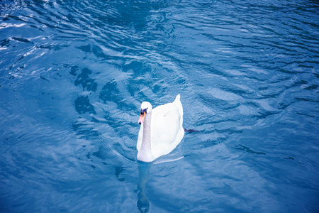 alone white swan swimming on blue lake waterの写真素材