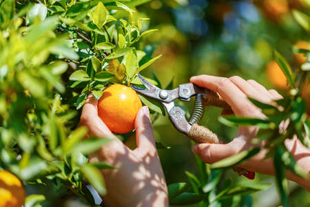 woman's hand  Harvesting  fresh oranges from a orange treeの写真素材
