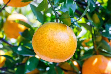 close up ripe oranges fruit hanging on tree in orange plantation gardenの写真素材