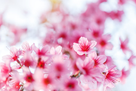 Beautiful  Pink Cherry Blossom on nature background , Sakura flower bloomingの写真素材