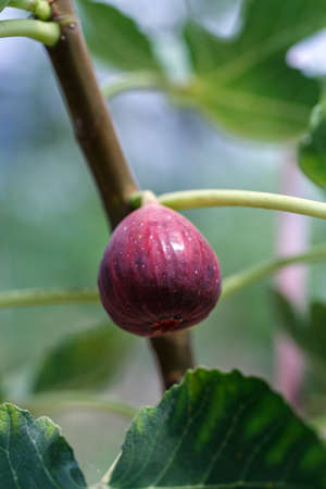 ripe fig fruit hanging on the branch of fig tree in greenhouse plantation