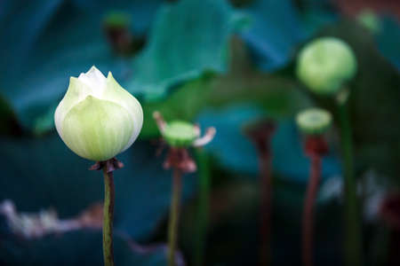Beautiful White Lotus Flower with dark green leaf in in pondの写真素材