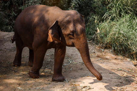 An Asia Elephant in the Jungleの写真素材