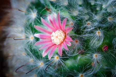 Close up Cactus Flower Blooming in The Gardenの写真素材
