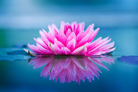 close-up beautiful lotus flower pink on surface of pondの写真素材
