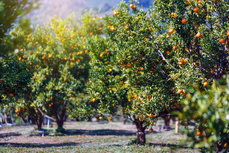 oranges fruit hanging on tree in orange plantation gardenの写真素材