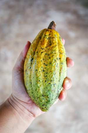 farmer hand holding opened raw fresh ripe cacao podの写真素材