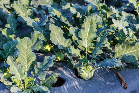 Green Kohlrabi or turnip cabbage plantation growing in greenhouseの写真素材