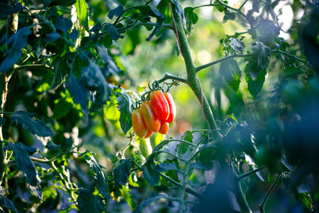 ripe red tomato in greenhouses farmingの写真素材
