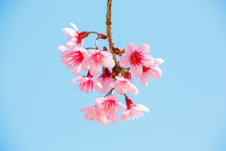 Beautiful Pink Cherry Blossom on nature background, Sakura flower bloomingの写真素材