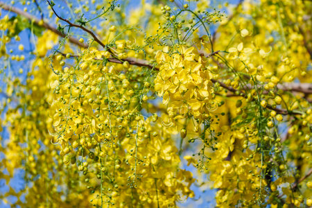 golden shower flower blooming in spring timeの写真素材