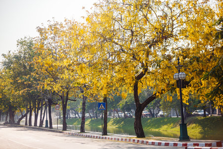 golden shower flower blooming on roadside in april around the old town, Chiang Mai, Thailandの写真素材