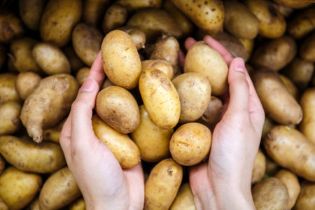woman Hands holding fresh potatoes background in marketの写真素材